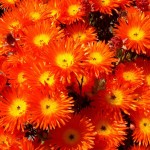 rimg0835_0